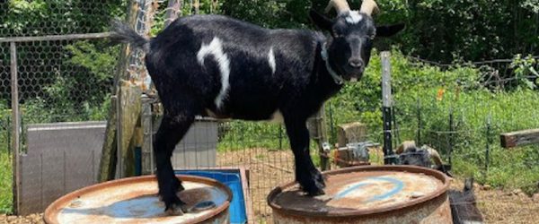 Dual-Purpose Animals Flourish At Rocking D Hobby Farm