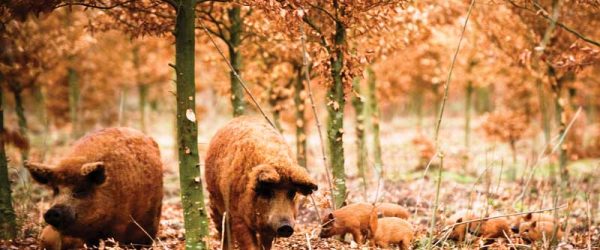 The Mangalitsa Pig May Be The Perfect Porker
