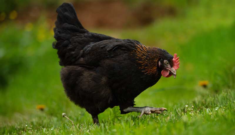 Marans chicken breeds