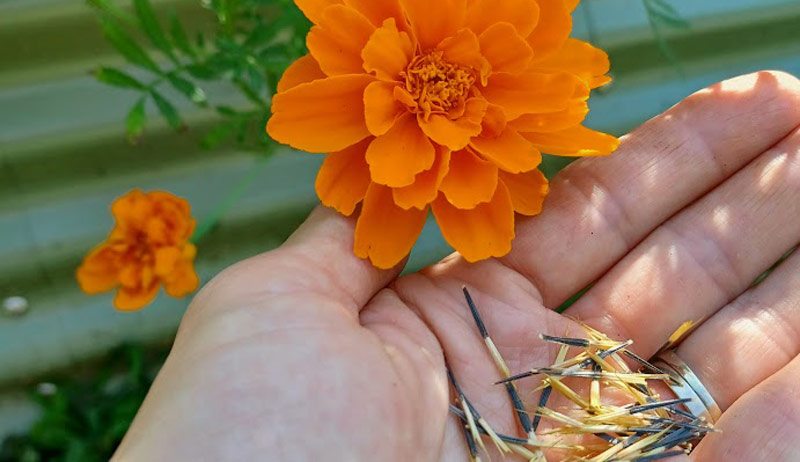 save flower seeds marigold