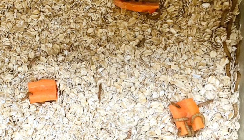 chickens mealworms