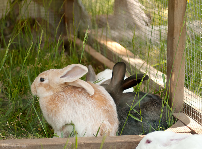 Are Meat Rabbits Right For My Farm? 