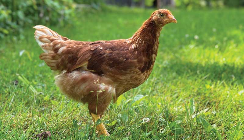 chickens photo gallery