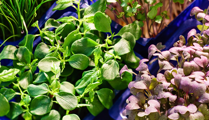 microgreens profitable