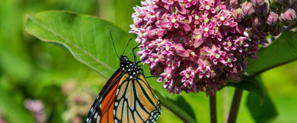 Milkweed Plant: Friend or Foe for Farms?