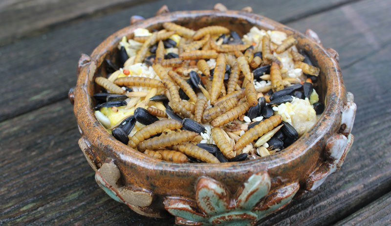 a bowl of mealworms chicken treat