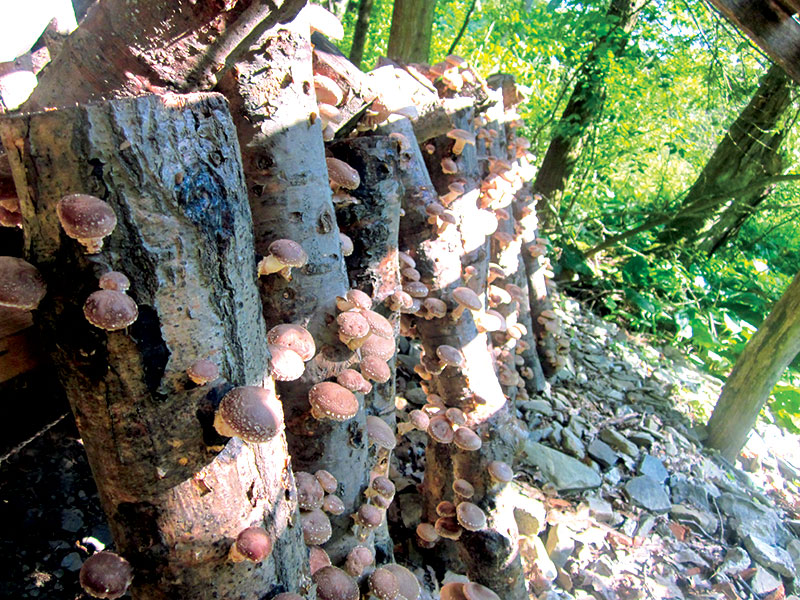 mushroom farming by growing mushrooms on logs