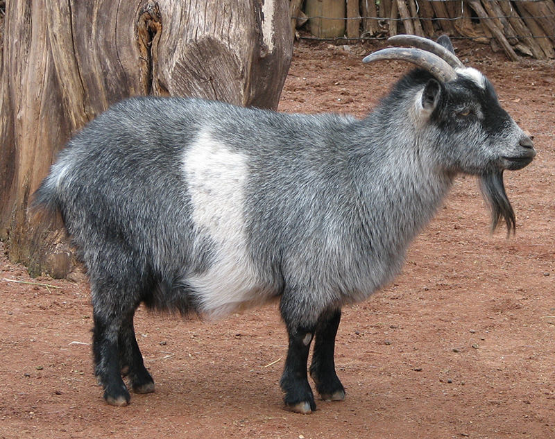 Nigerian Dwarf goat