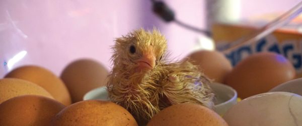 Chicken Chat: Lessons Learned From Chicken, Duck Eggs