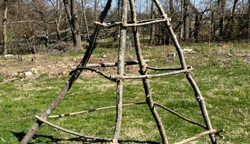 garden obelisk trellis