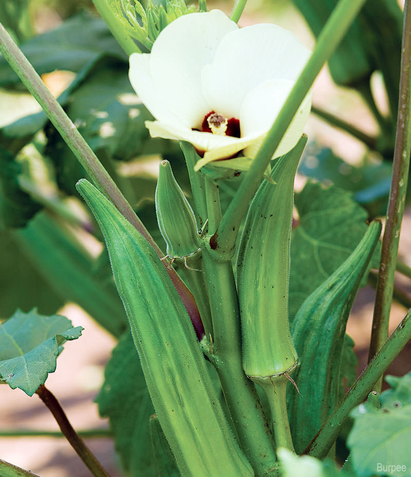How to Grow Okra (HobbyFarms.com)