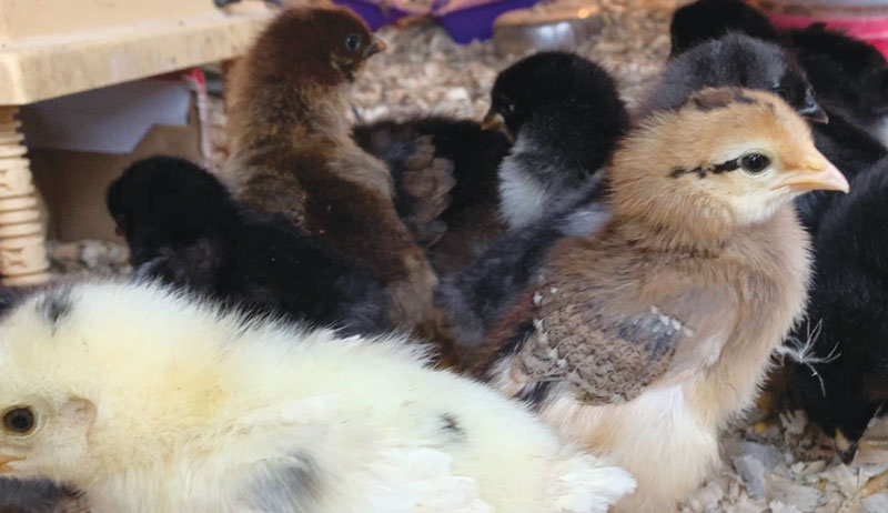 egg eggs incubate incubator chicks