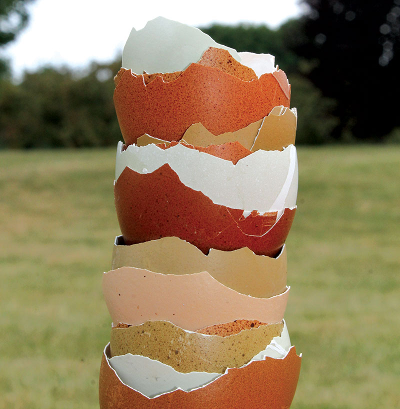 stack of broken chicken egg shells