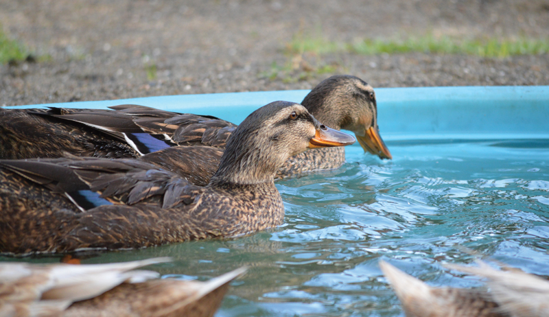 permaculture livestock ducks