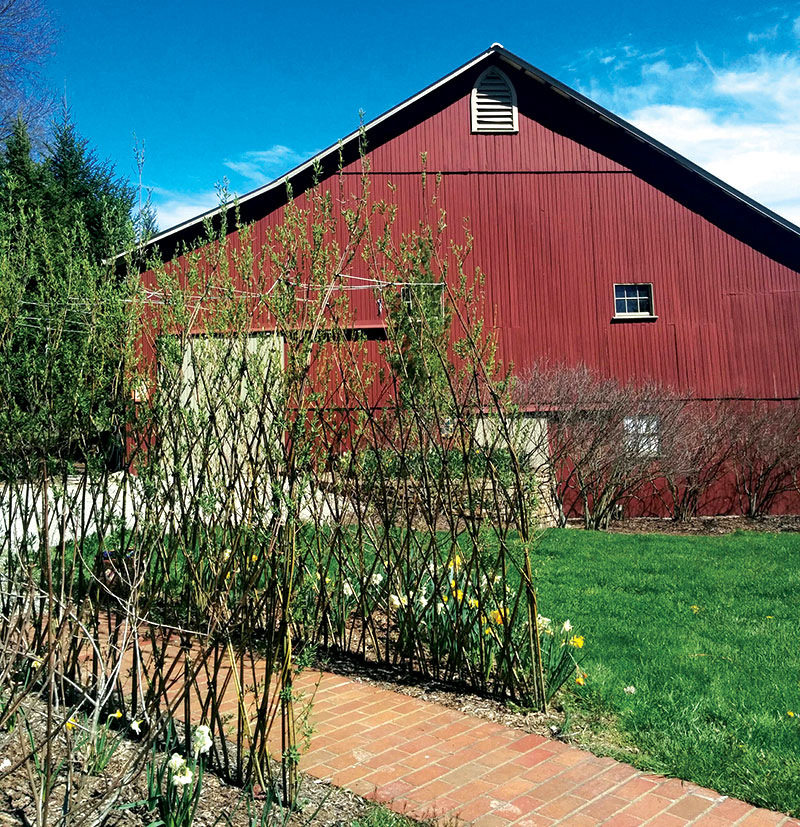 permaculture living fence willow