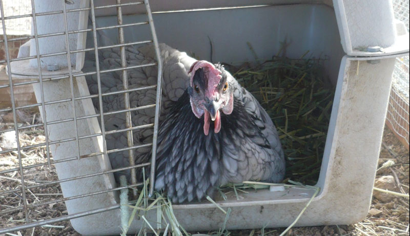 chickens traveling