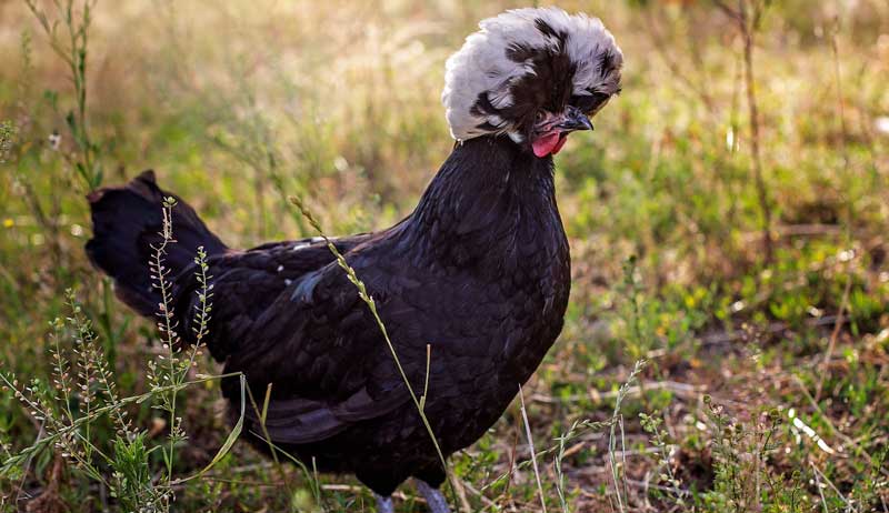 chicken breeds Polish