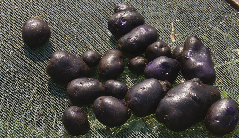 short-season vegetable vegetables crop crops