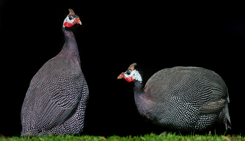 two guinea fowl standing in front of a black background