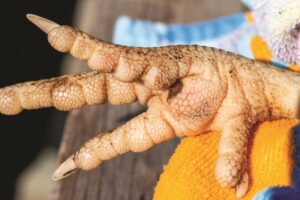 poultry-veterinarian-3