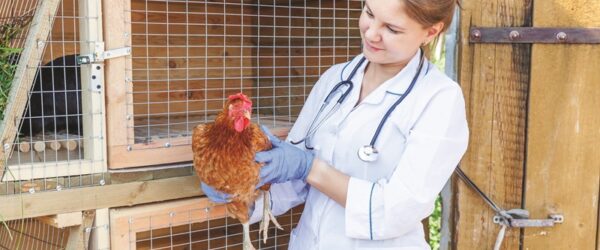 Poultry Veterinarians: How to Find Help for Your Flock