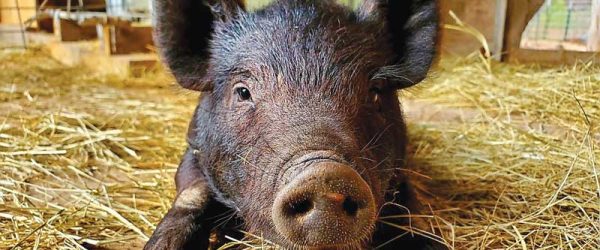 Say Cheese! For Recent Reader Livestock Photos