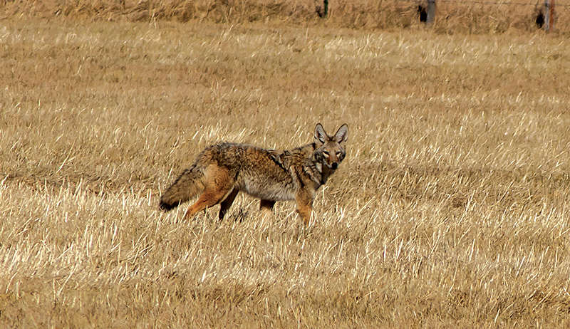 coyote-poultry-predator