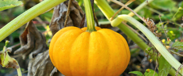 7 Pumpkin Varieties for Northern Gardeners to Grow