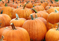 A Sea of Pumpkins