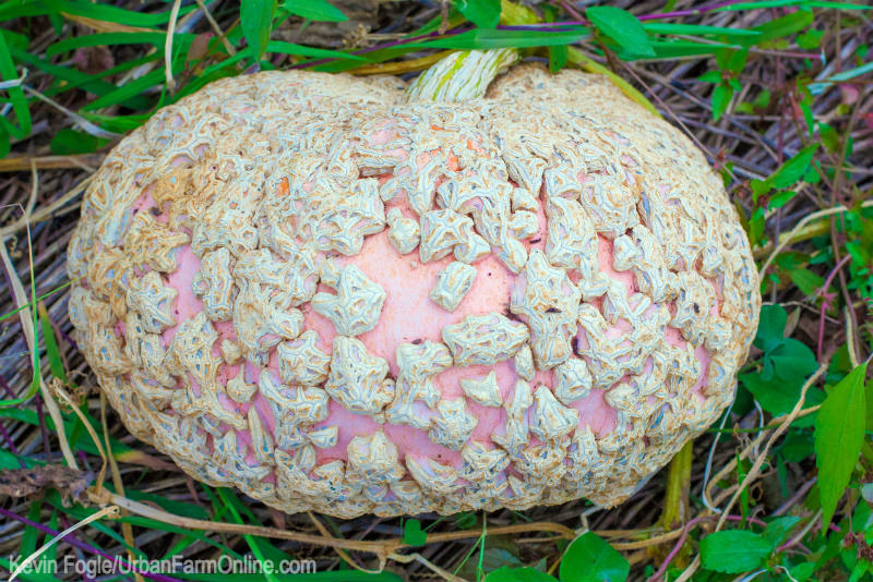 Brodé d'Galeux Eysines is one of many unique types of pumpkins