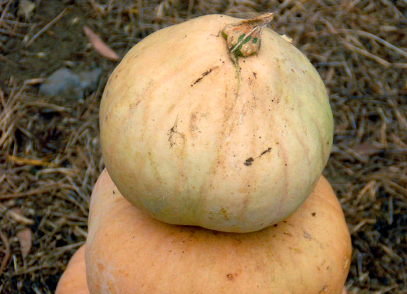 long island cheese is one of many unique types of pumpkins