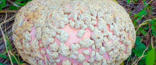 3 Unique Types of Pumpkins for Halloween Displays