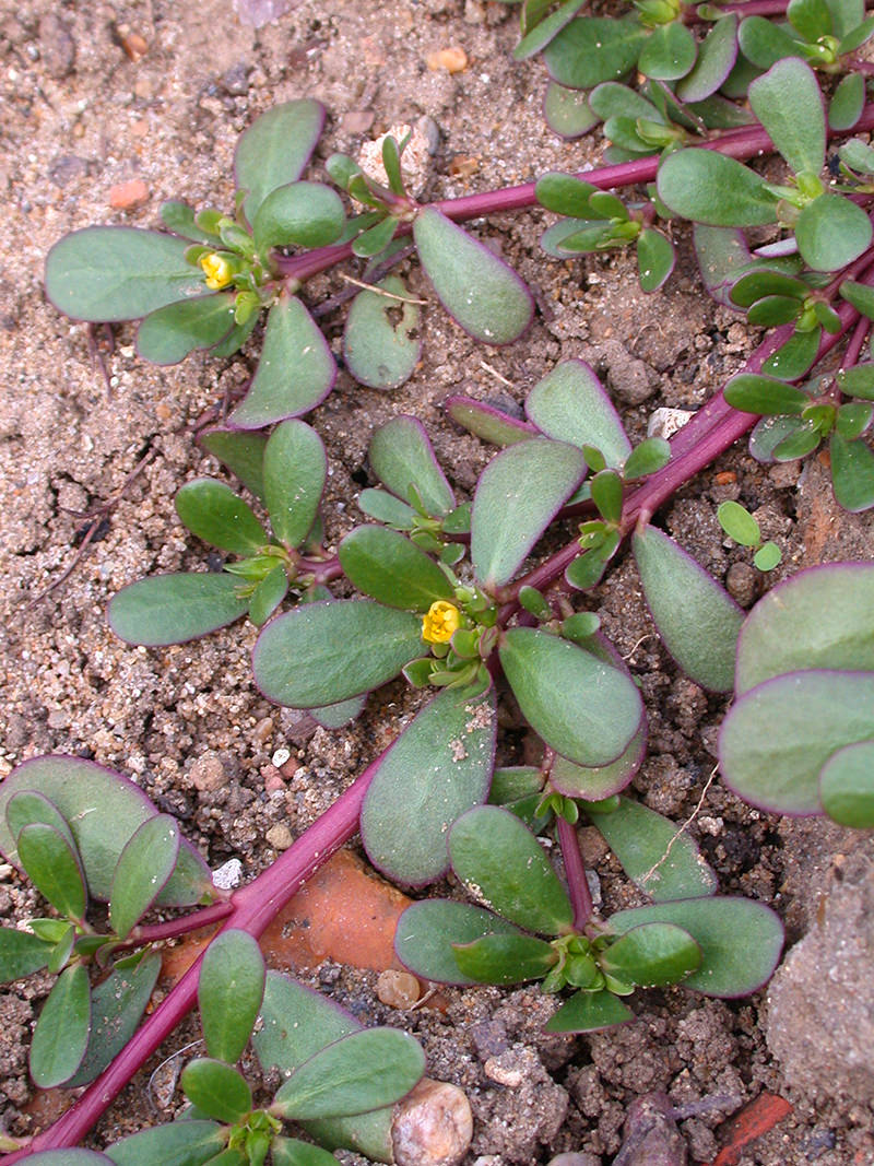 purslane