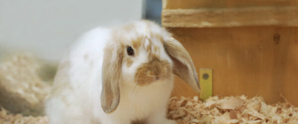 10 Best Rabbit Breeds for Beginners