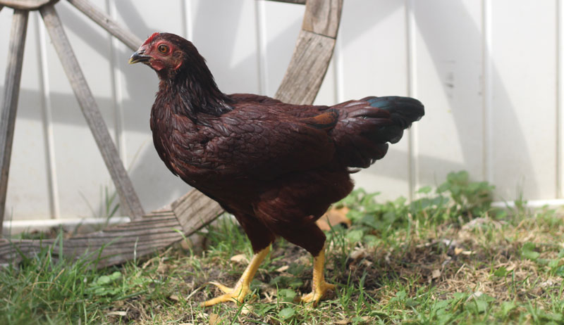 bantam breeds bantams chickens