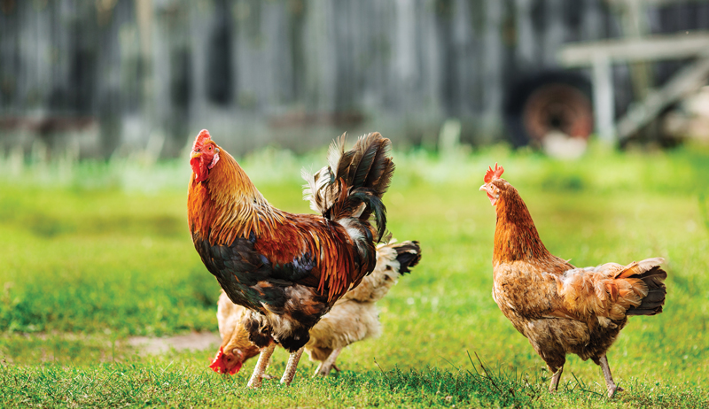 chickens chicken math numbers