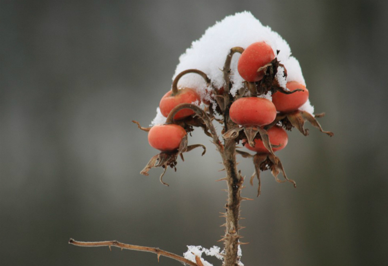 rose hips in snow