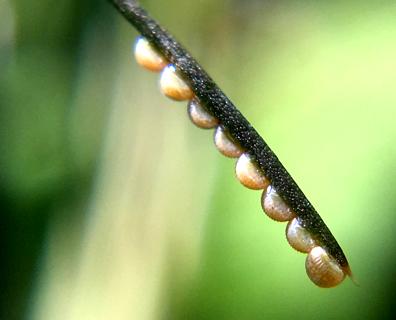 butterflies caterpillars gardens eggs