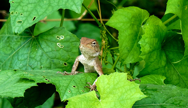 salamander salamanders