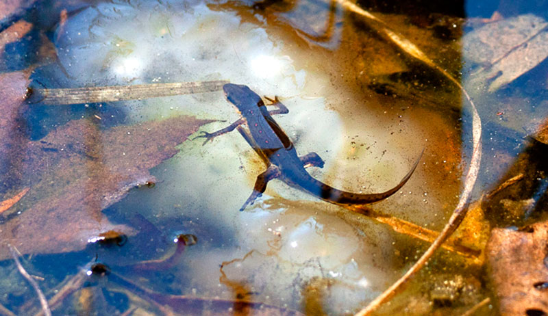 salamanders salamander eggs egg mass