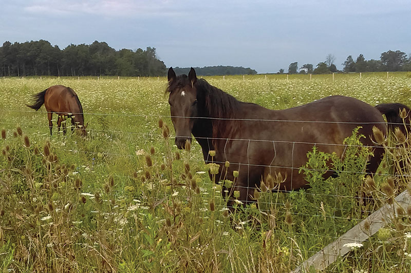 two horses hay feeding