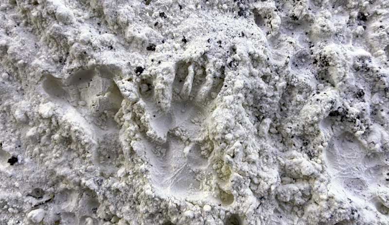 scent station predator ID