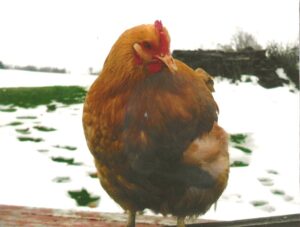 chicken with scissor beak