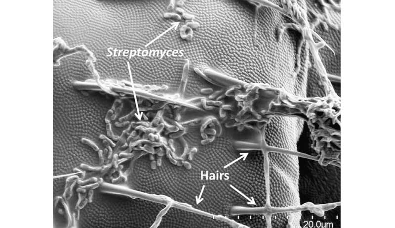 Microbe Science for Gardeners