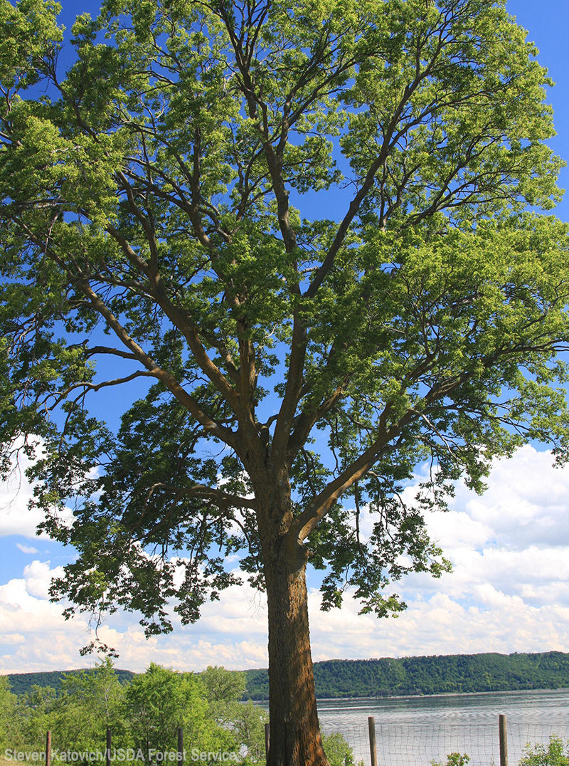 Hackberry (Celtis occidentalis) is a fast-growing shade tree suitable for many pastures. 