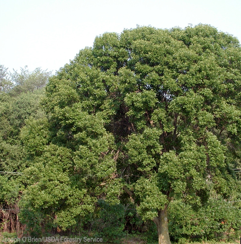 Green Ash (Fraxinus pennsyvanica) is a great fast-growing shade tree. 
