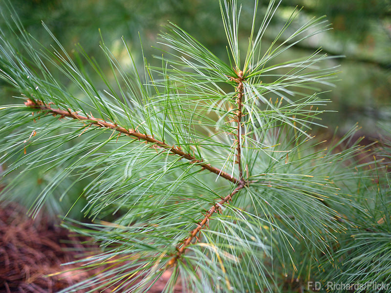 White Pine (Pinus strobus)