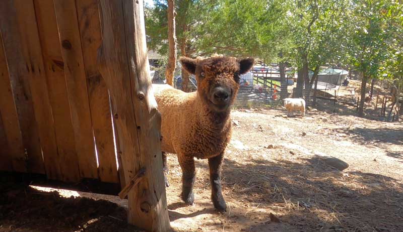 sheep goats biting lice