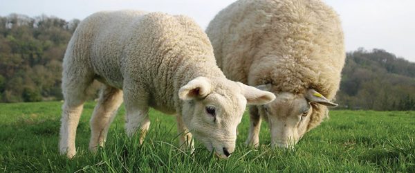 Sheep Nutrition Tips for Every Flock