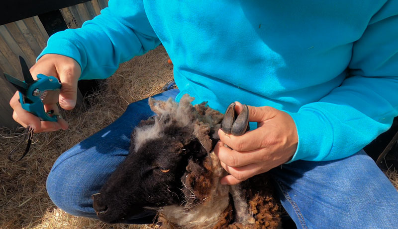 sheep hoof trim trimming
